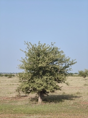 Dolichandrone falcata