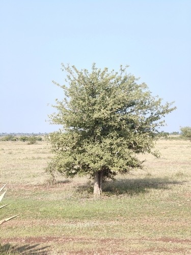 Dolichandrone falcata, photograph 2