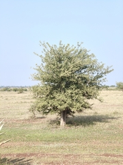Dolichandrone falcata, photograph (c) P Jeganathan, some rights reserved (CC BY)