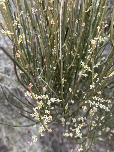 Pale Currant Bush