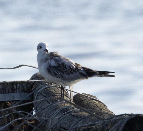 Mediterranean Gull