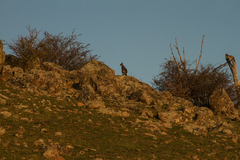 Osphranter robustus robustus