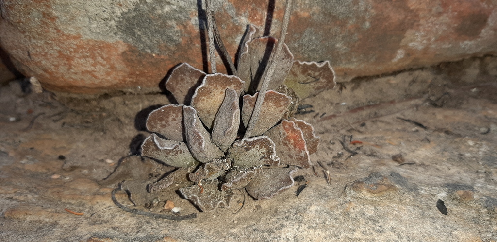 Adromischus cristatus, Western District, South Africa