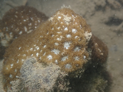 Leptastrea purpurea observed 2026-09-15