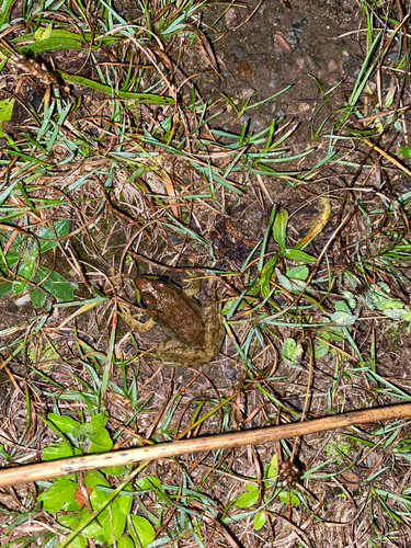 Green Frog