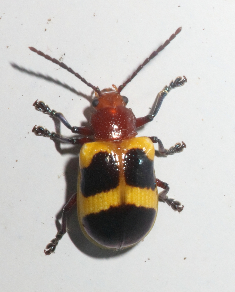Macrolema pulchra