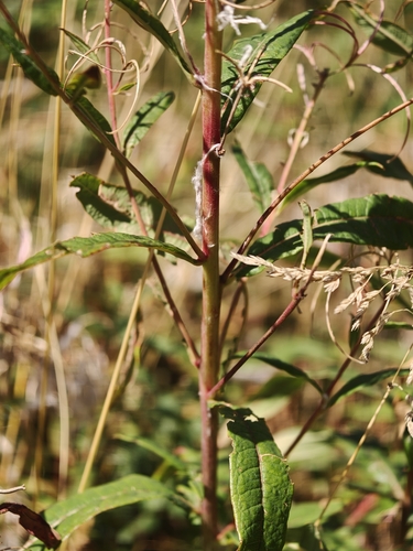 fireweed