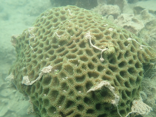 Coelastrea aspera observed 2026-09-15