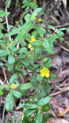 Hibbertia aspera observed 2026-09-16
