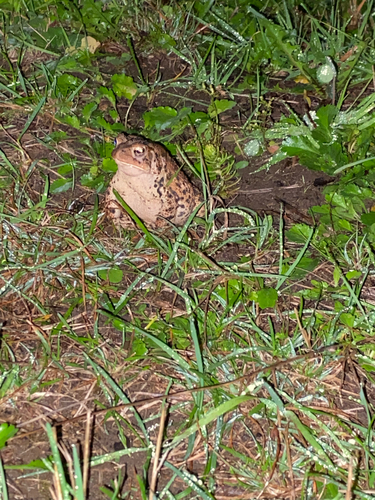 American Toad