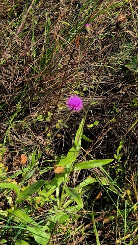 Cirsium canum, photograph 1