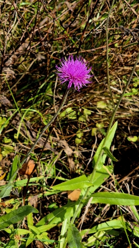 Cirsium canum, photograph 2
