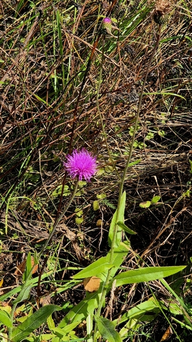 Cirsium canum, photograph 3