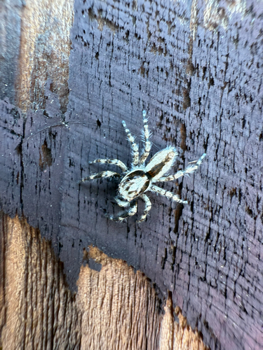 Gray Wall Jumping Spider