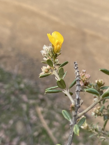 golden shaggy-pea