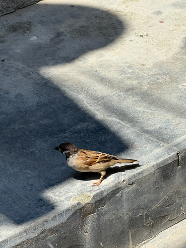 Eurasian Tree Sparrow