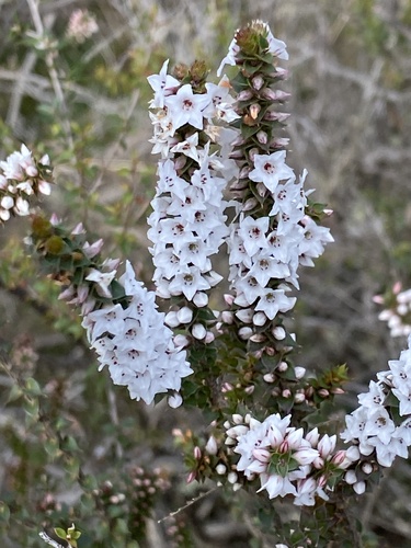 Coral Heath