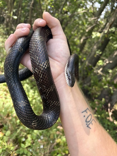 Central Ratsnake