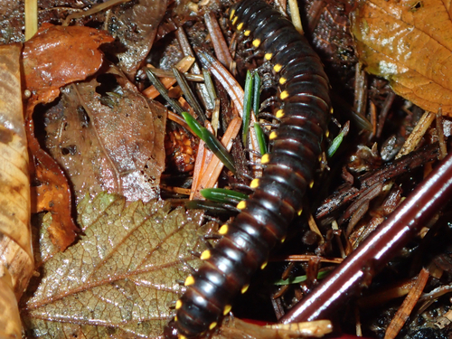 Yellow-spotted Millipede