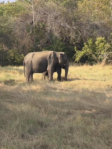 Asian Elephant