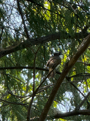 Light-vented Bulbul