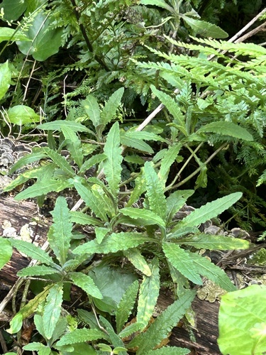 Senecio minimus, photograph 2