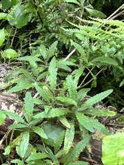 Senecio minimus, photograph (c) Tia McNicholl, some rights reserved (CC BY)