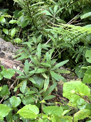 Senecio minimus, photograph 3