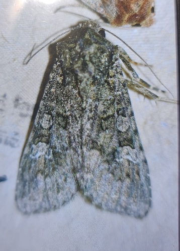 Cabbage Moth