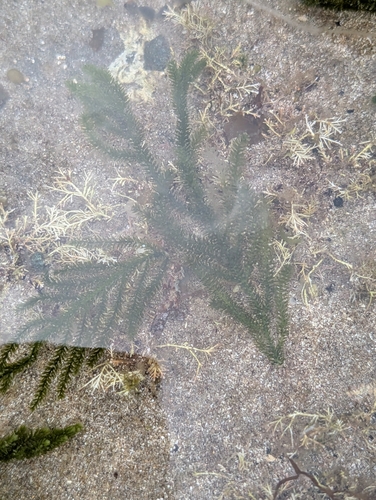 Caulerpa flexilis observed 2026-09-14