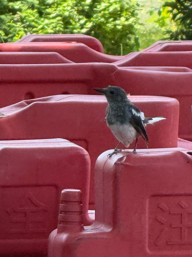 Oriental Magpie-Robin