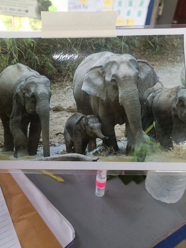 Mainland Asian Elephant