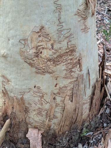 Eucalyptus racemosa
