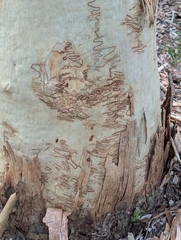 (c) Rosie Steinberg, some rights reserved (CC BY) Eucalyptus racemosa, photograph (c) Rosie Steinberg, some rights reserved (CC BY)