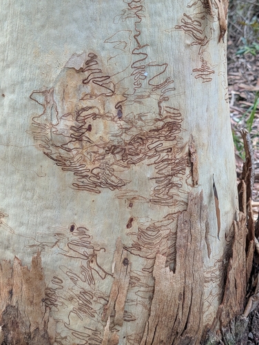 Eucalyptus racemosa, photograph 2