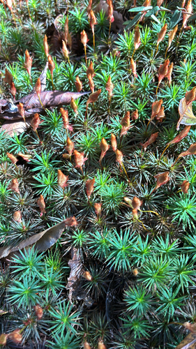 Dawsonia polytrichoides observed 2026-09-02