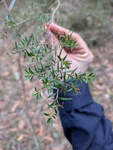 Leptospermum polygalifolium, photograph 5