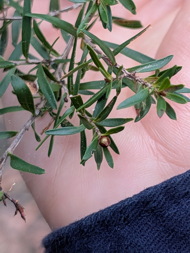 Leptospermum polygalifolium, photograph 6