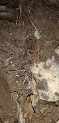 Uroplectes triangulifer