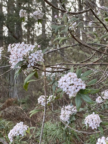 Zieria arborescens arborescens
