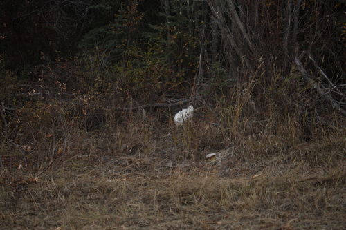 Snowshoe Hare