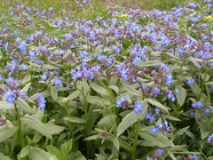 Anchusa pusilla