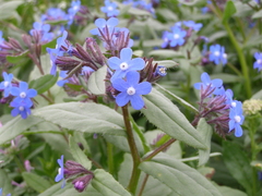 Anchusa pusilla