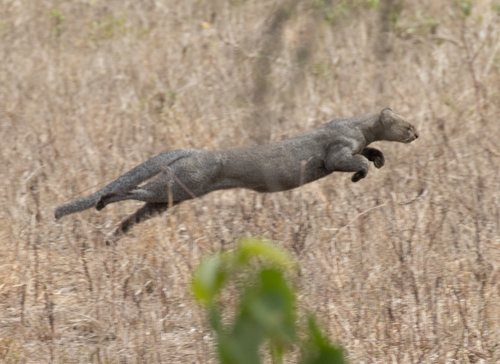 Jaguarundi