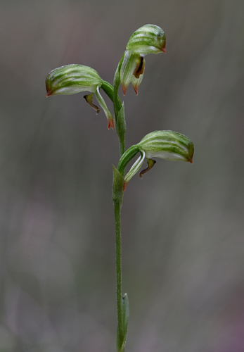 tall greenhood