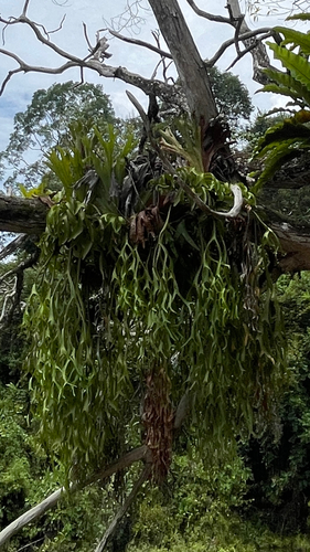 Platycerium coronarium