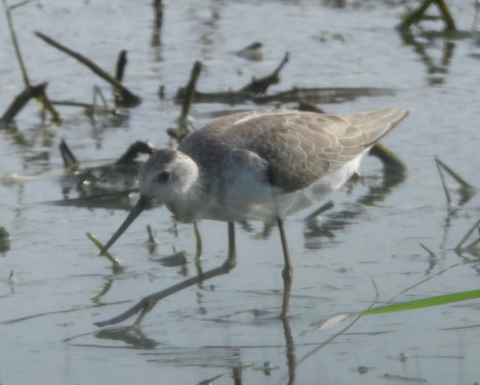 Marsh Sandpiper