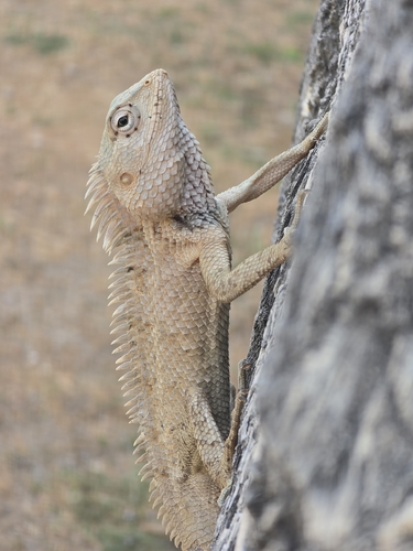 Indian Garden Lizard