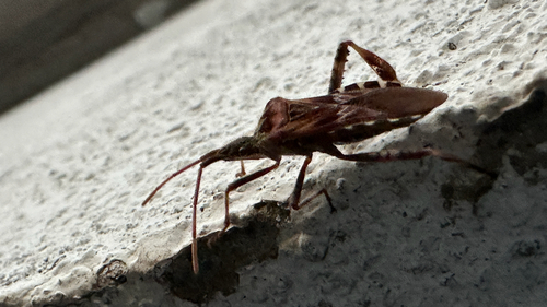 Western Conifer Seed Bug