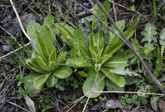 Picris japonica kamtschatica